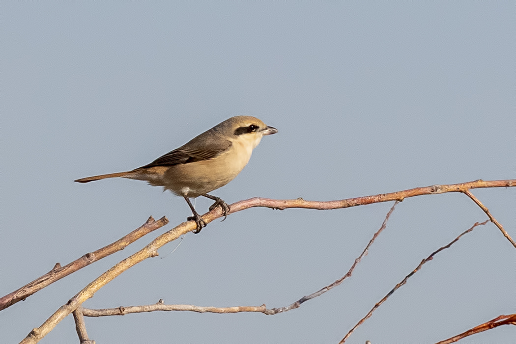 Isabelline Shrike